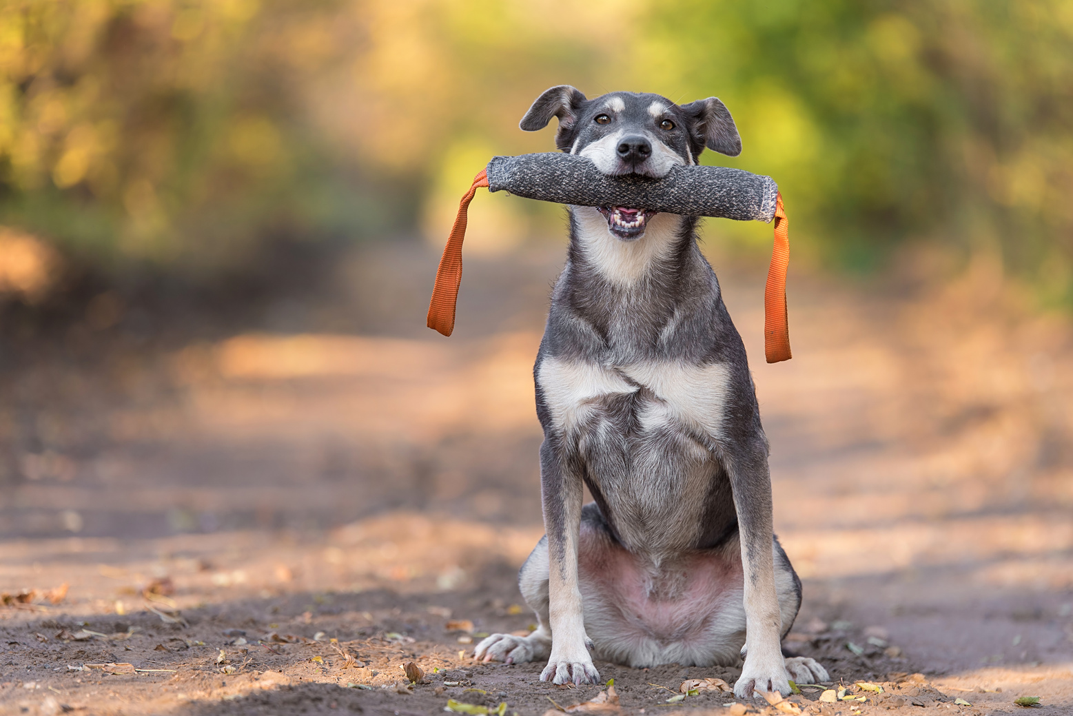 Dog training with dummy in the forest